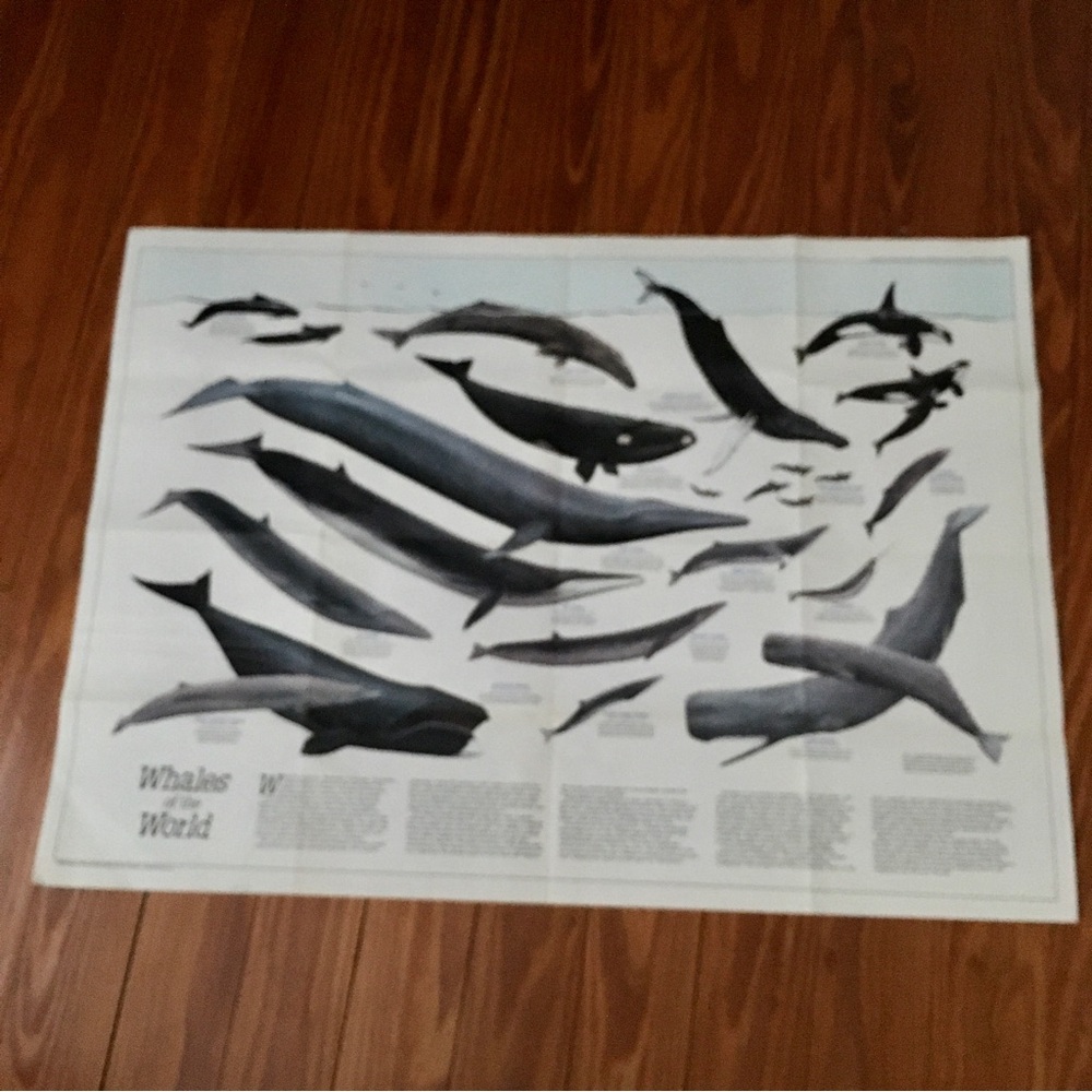 FREE Vintage 1976 Whales of the World Paper Map | Large